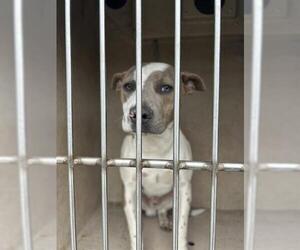 American Pit Bull Terrier-Unknown Mix Dogs for adoption in Oklahoma City, OK, USA