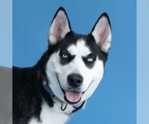 - Mix Dogs for adoption in Pasadena, CA, USA