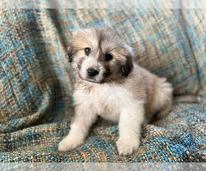 Anatolian Pyrenees Dogs for adoption in MIDWAY, UT, USA