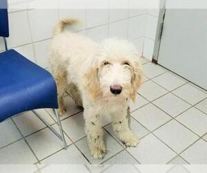 Goldendoodle Dogs for adoption in Canfield, OH, USA
