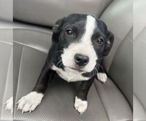 American Pit Bull Terrier Dogs for adoption in San Bernardino, CA, USA