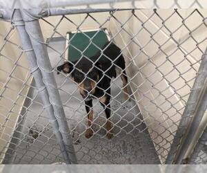 Sheprador Dogs for adoption in Anchorage, AK, USA