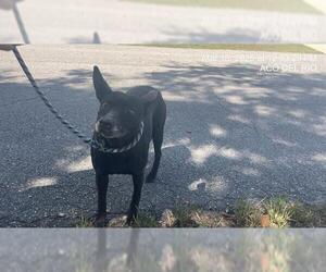 Labrador Retriever Dogs for adoption in Ocala, FL, USA