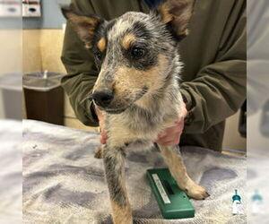 Mutt Dogs for adoption in Riverside, CA, USA