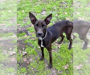 Labrador Retriever-Unknown Mix Dogs for adoption in Conroe, TX, USA