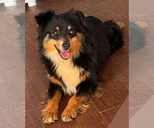 Australian Shepherd-Unknown Mix Dogs for adoption in OKLAHOMA CITY, OK, USA