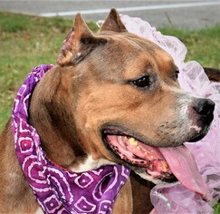 American Pit Bull Terrier Dogs for adoption in Dripping Springs, TX, USA