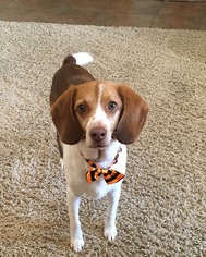Medium Photo #1 Beagle-Brittany Mix Puppy For Sale in Chandler, AZ, USA