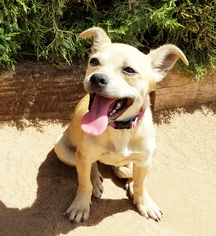 Chug Dogs for adoption in Albuquerque, NM, USA