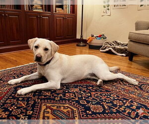 Beagle-Unknown Mix Dogs for adoption in Genesee, WI, USA