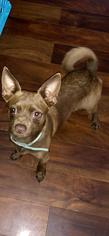 Chihuahua Dogs for adoption in Charleston , WV, USA