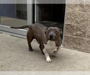 American Staffordshire Terrier Dogs for adoption in Aurora, IL, USA