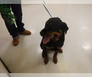 Rottweiler-Unknown Mix Dogs for adoption in Oroville, CA, USA