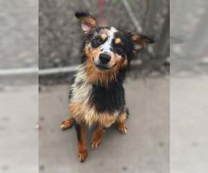 Australian Shepherd Dogs for adoption in Mt. Gilead, OH, USA