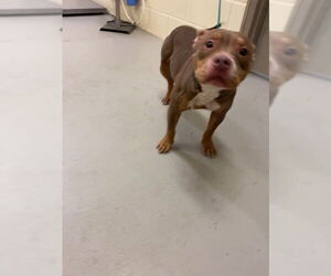 Staffordshire Bull Terrier-Unknown Mix Dogs for adoption in Sanford, FL, USA