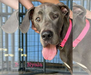 Great Dane Dogs for adoption in Palm Beach, FL, USA