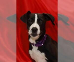 Treeing Walker Coonhound-Unknown Mix Dogs for adoption in Brewster, MA, USA