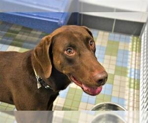 Labrador Retriever Dogs for adoption in Fort Collins, CO, USA