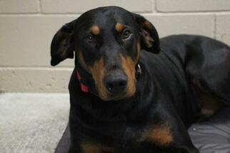 Doberman Pinscher Dogs for adoption in Washougal, WA, USA