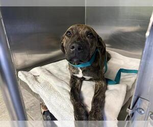 American Staffordshire Terrier-Unknown Mix Dogs for adoption in Grand Prairie, TX, USA