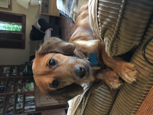 Dachshund Dogs for adoption in Plainfield, IL, USA