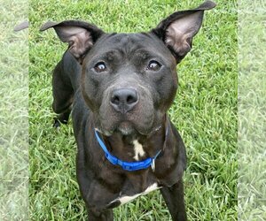 American Pit Bull Terrier Dogs for adoption in Virginia Beach, VA, USA