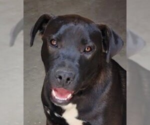 American Staffordshire Terrier-Labrador Retriever Mix Dogs for adoption in Lake Forest, CA, USA