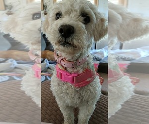 Poodle (Miniature)-Unknown Mix Dogs for adoption in Cary, NC, USA
