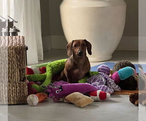 Dachshund Dogs for adoption in Weston, FL, USA