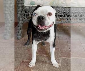 Boston Terrier Dogs for adoption in Albuquerque, NM, USA