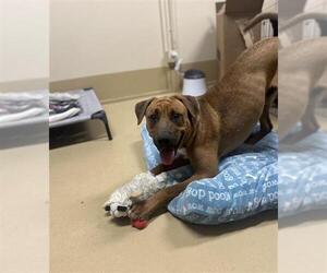 Labrador Retriever-Unknown Mix Dogs for adoption in Chula Vista, CA, USA