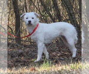 Mutt Dogs for adoption in Yardley, PA, USA