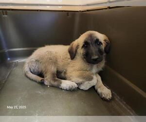 Great Pyrenees-Unknown Mix Dogs for adoption in Santa Cruz, CA, USA