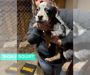 Mutt Dogs for adoption in Richmond, IN, USA