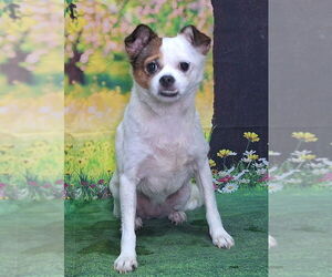 ShiChi Dogs for adoption in Wetumpka, AL, USA