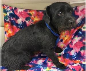 Cairn Terrier-Unknown Mix Dogs for adoption in HESPERIA, CA, USA