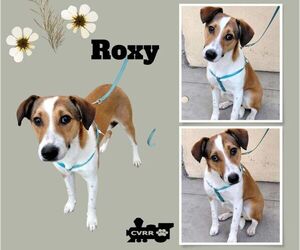 Mutt Dogs for adoption in Lindsay, CA, USA