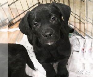 Labrador Retriever-Unknown Mix Dogs for adoption in Washington, DC, USA