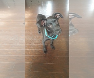 Labrador Retriever-Unknown Mix Dogs for adoption in Durham, NC, USA