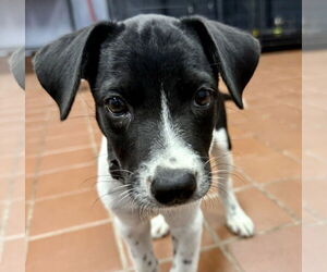 Lab-Pointer Dogs for adoption in Jefferson, NJ, USA