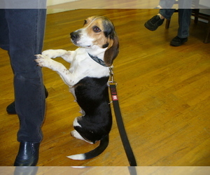 Beagle Dogs for adoption in Concord, NC, USA