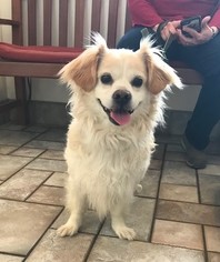 Cocker Spaniel-Unknown Mix Dogs for adoption in Issaquah, WA, USA