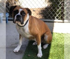 Boxer Dogs for adoption in San Diego, CA, USA