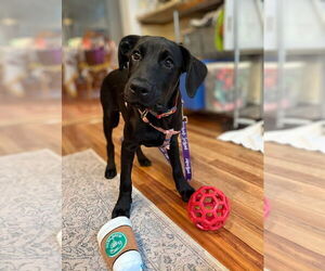 Labrador Retriever Dogs for adoption in Walnutport, PA, USA