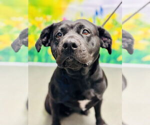 Labrador Retriever-Unknown Mix Dogs for adoption in Jackson , NJ, USA