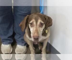 Chocolate Labrador retriever-Unknown Mix Dogs for adoption in Mountain Home, AR, USA