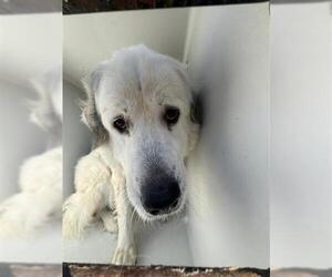 Great Pyrenees-Unknown Mix Dogs for adoption in Houston, TX, USA