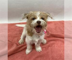 Norfolk Terrier Dogs for adoption in Fort Collins, CO, USA