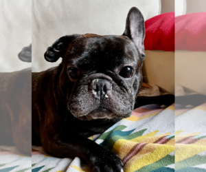 French Bulldog Dogs for adoption in Brooklyn, NY, USA