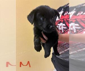 Dachshund-Unknown Mix Dogs for adoption in Modesto, CA, USA